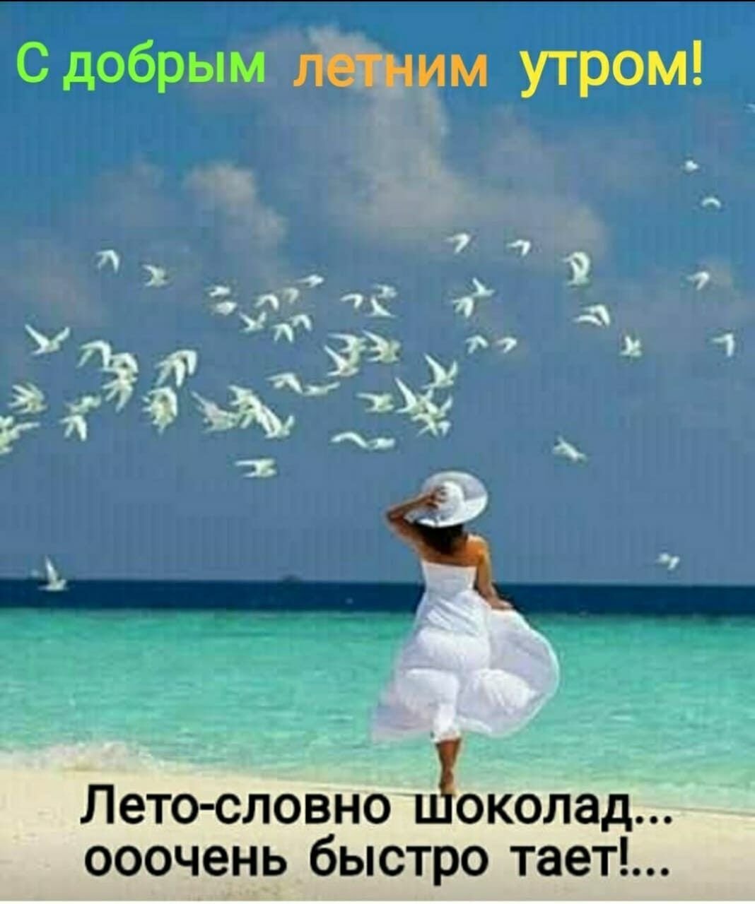 Мимоза цветет в Сочи