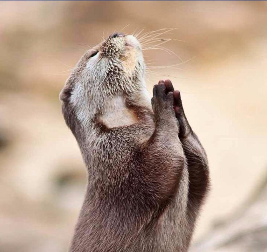 Боже Убей идиотов