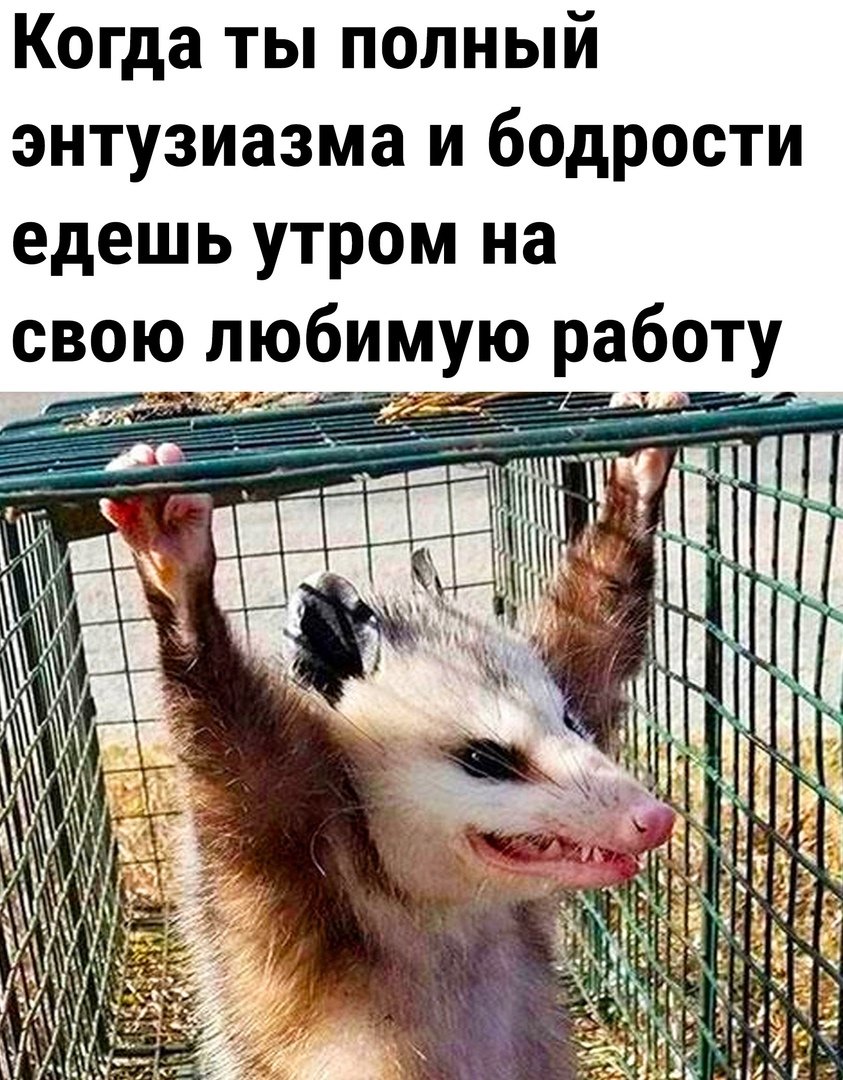 Смешные картинки с надписями для поднятия настроения до слёз