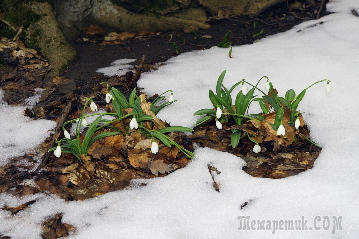 Весна ручьи подснежники