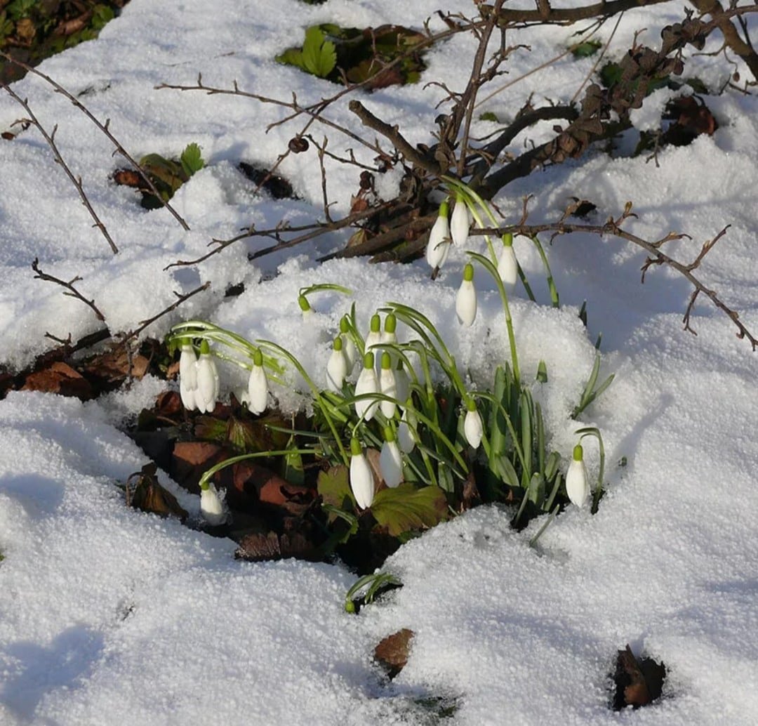 Ранняя Весна в лесу