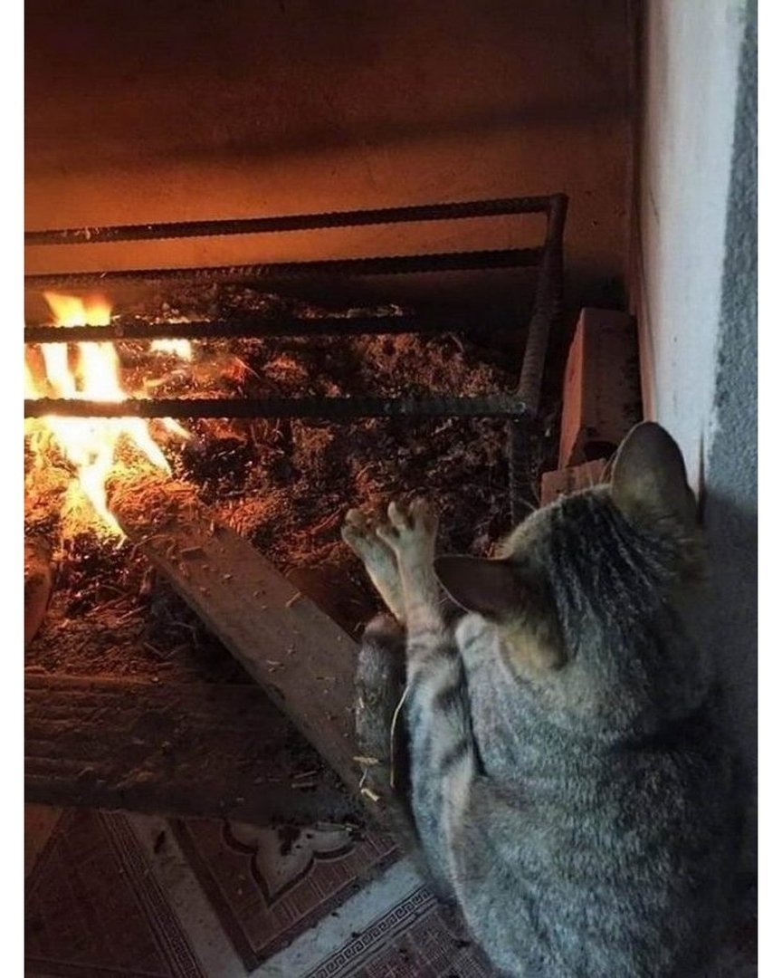 Коты на печке