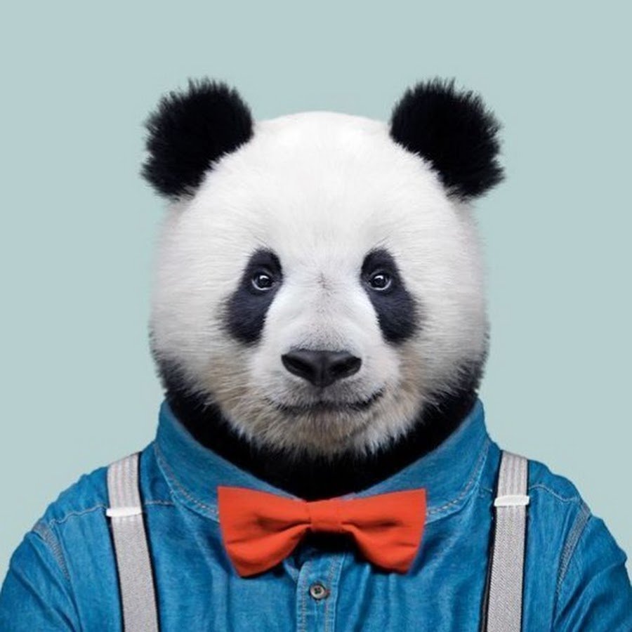 Панда в рубашке