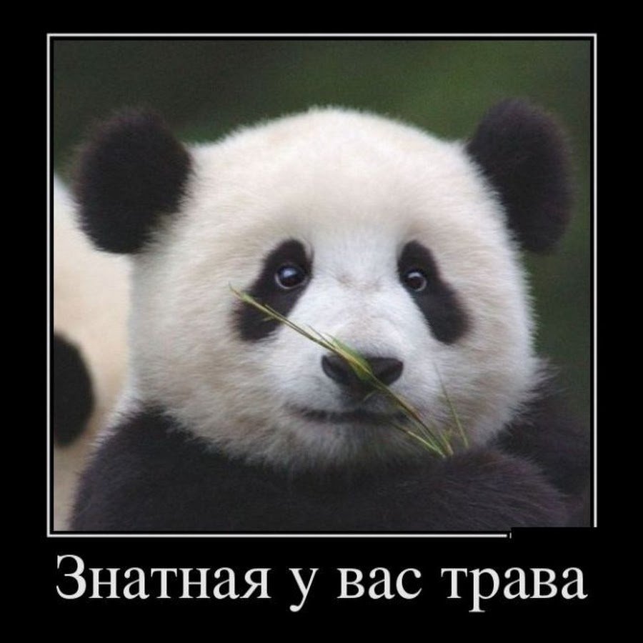 Панда на аву