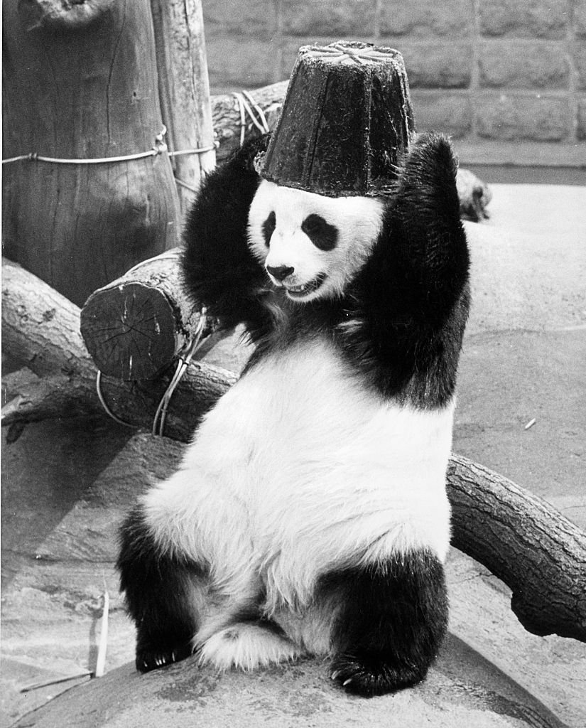 Панда и человек