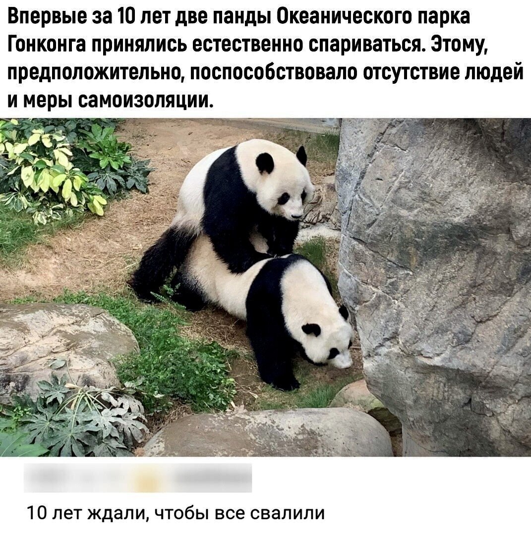 Панда аватар