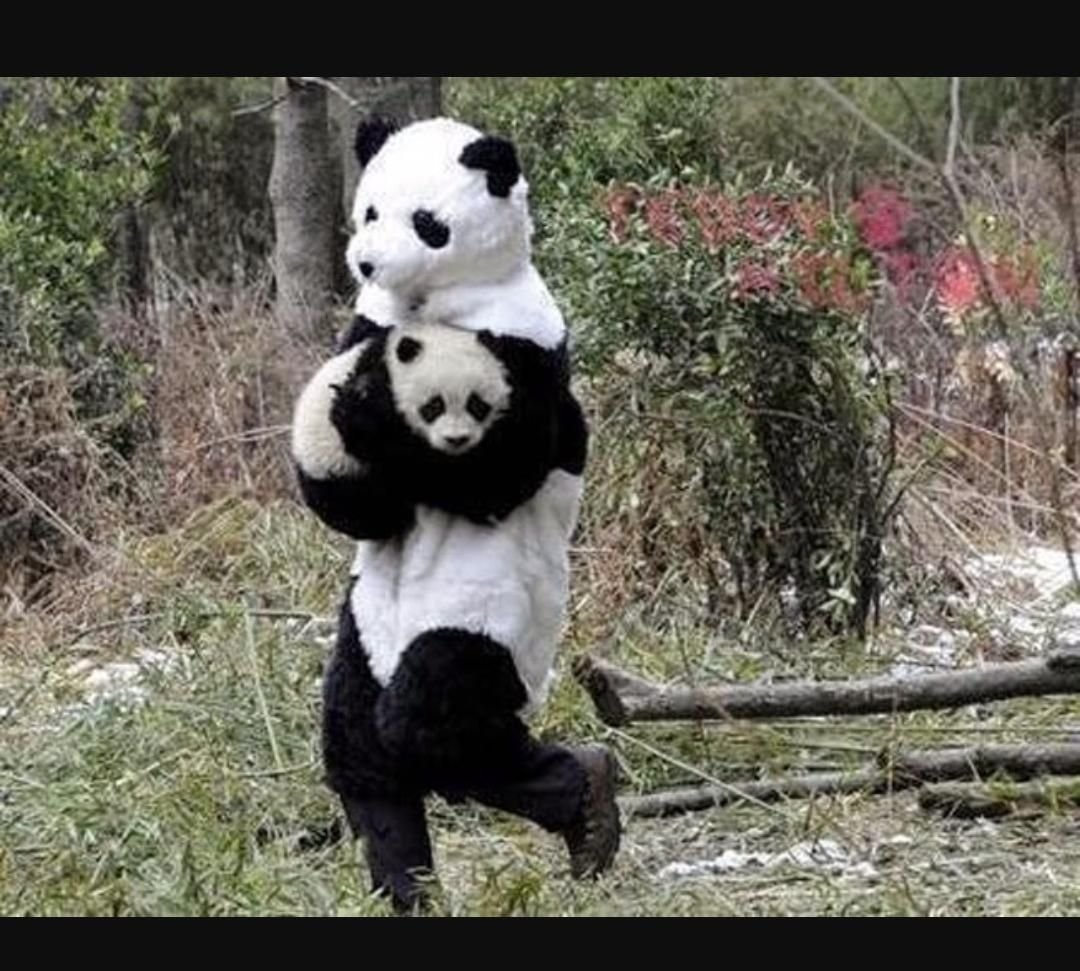 Шутки про панду