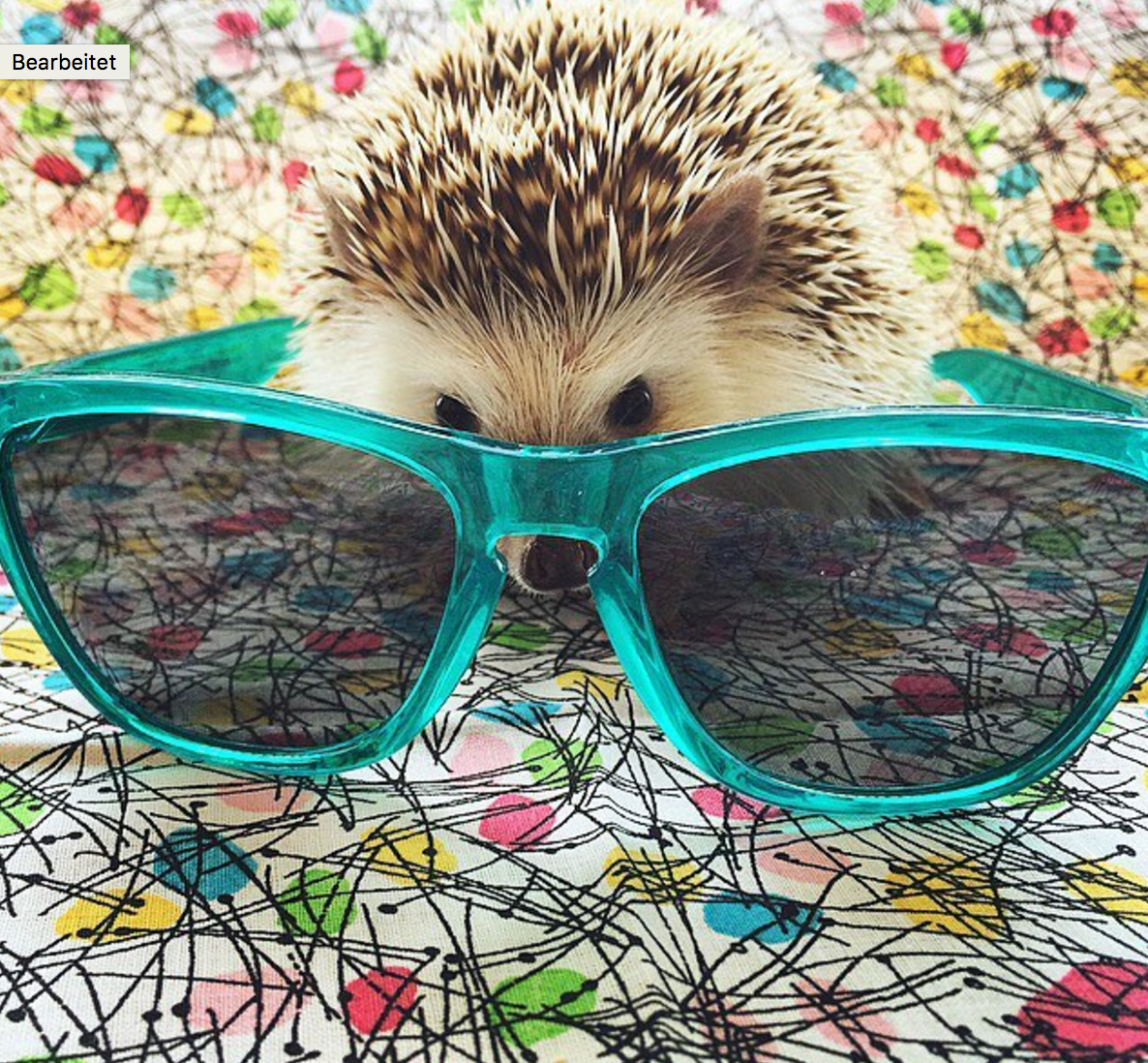 Милый Ежик в очках