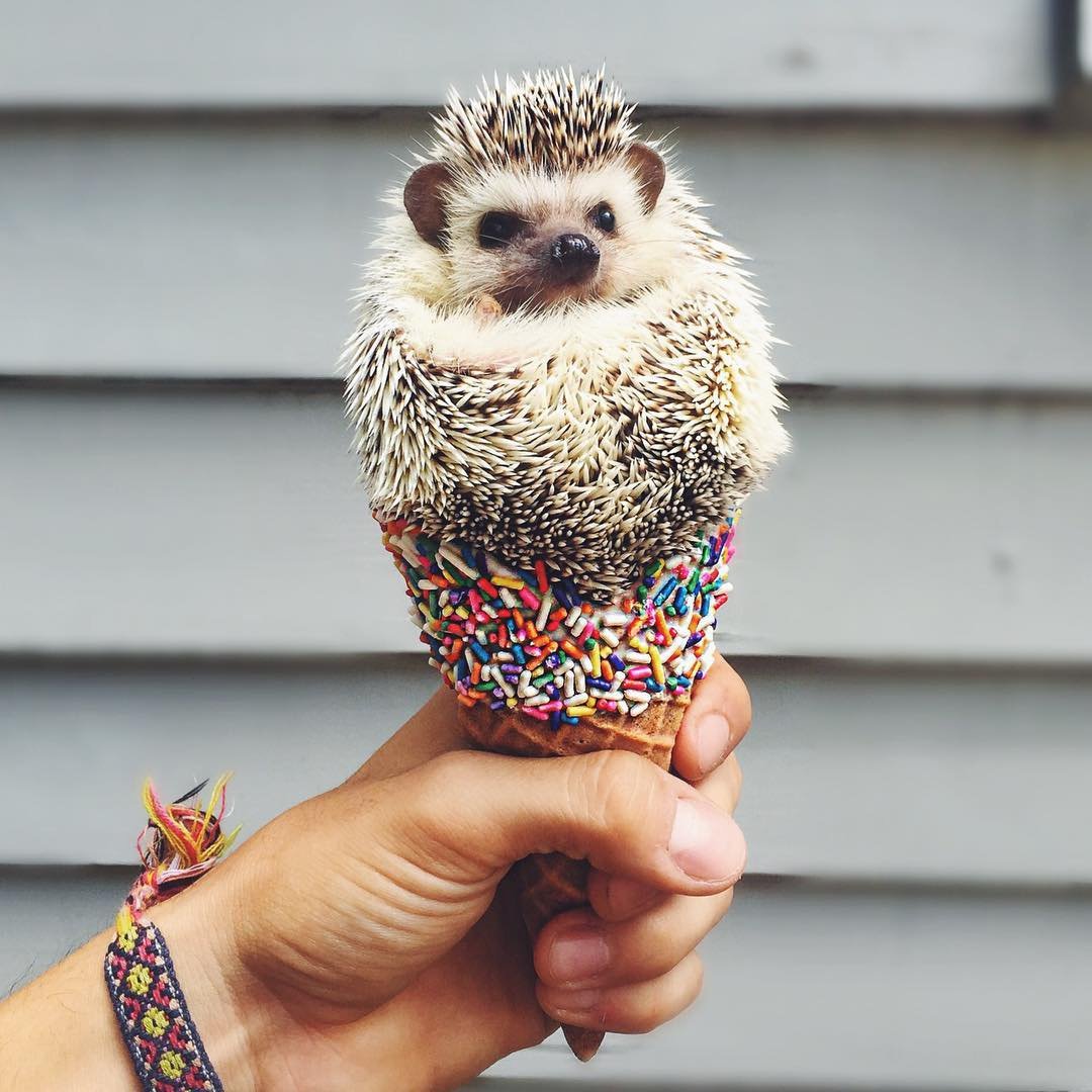 Ежик в отпуске