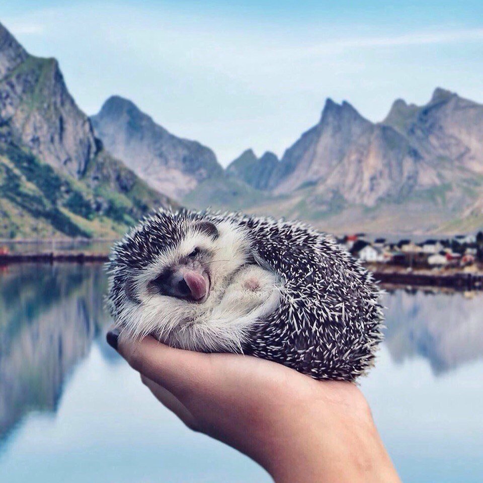 Ёжик путешественник Инстаграм