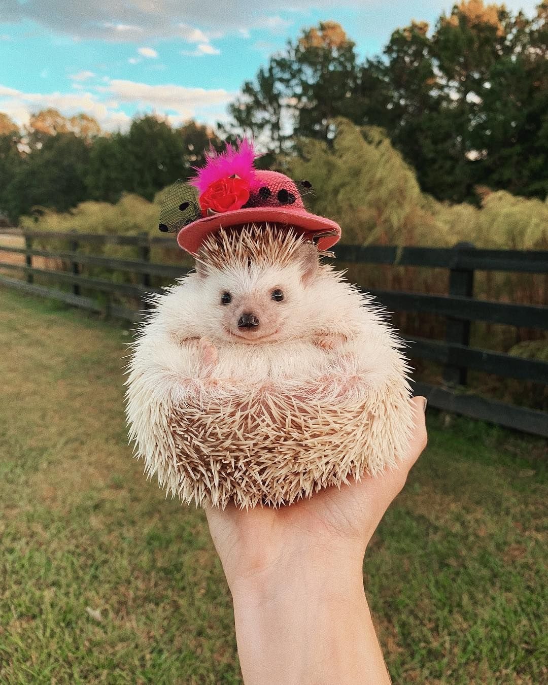 Милые ежики