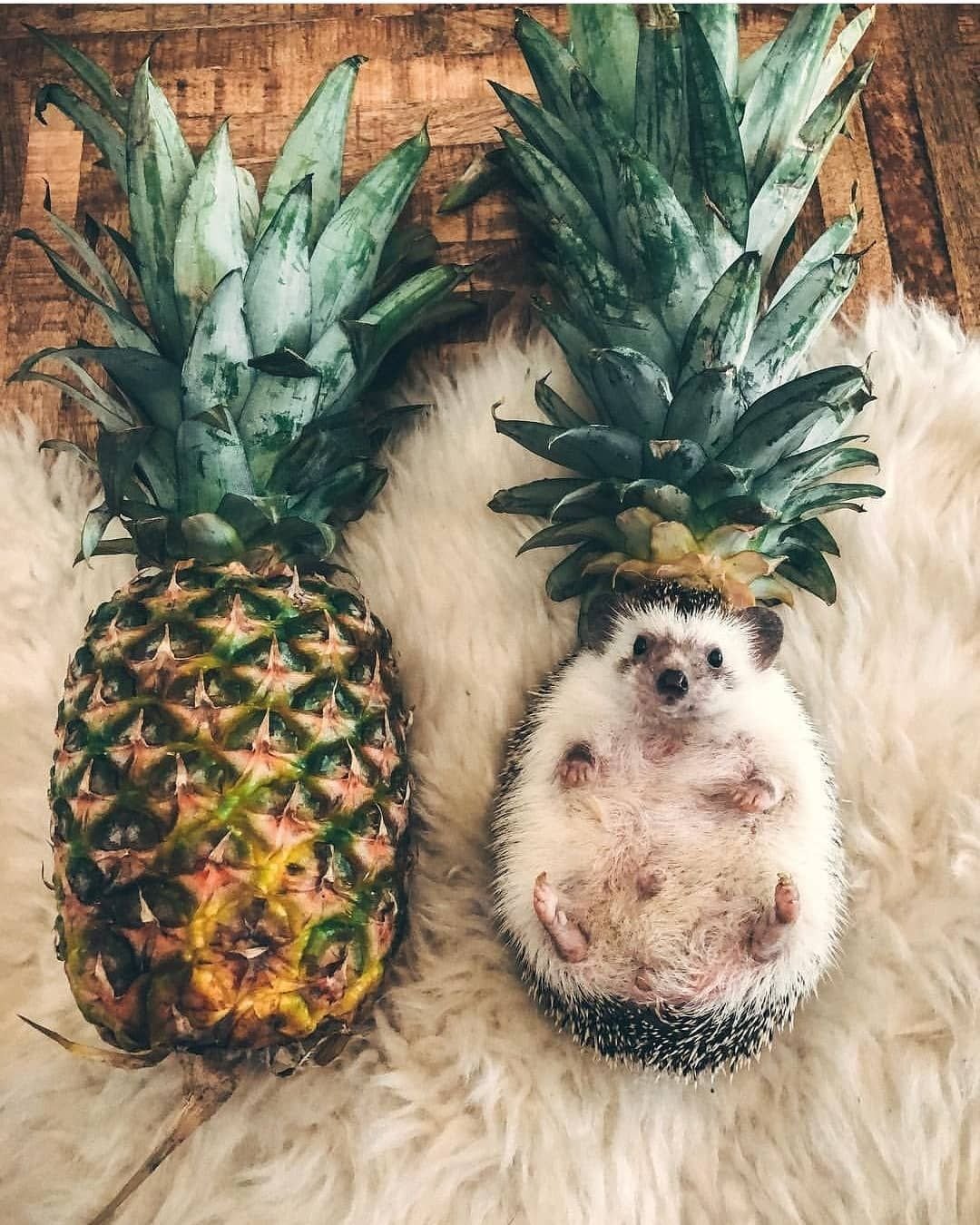 Ёжик Эстетика