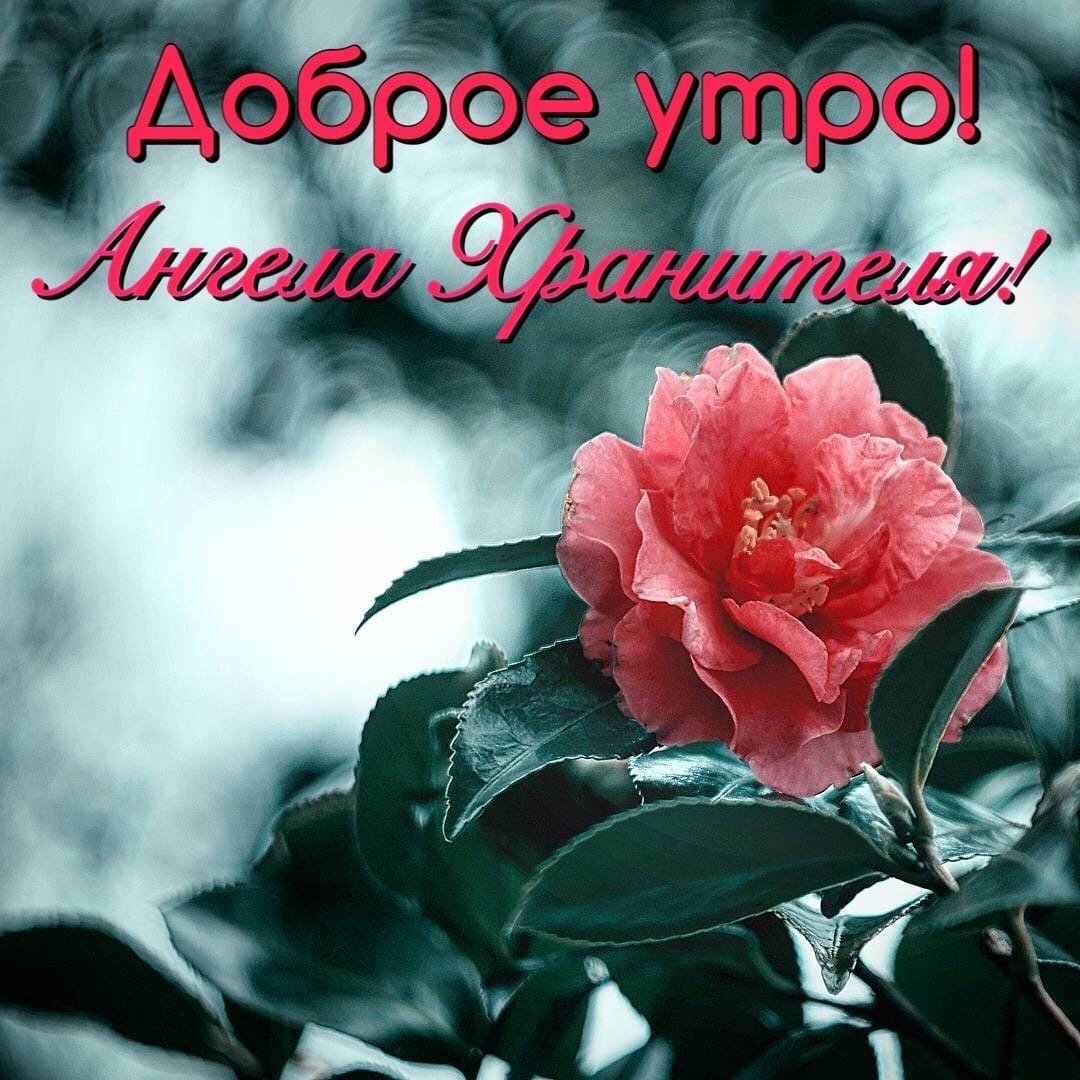 Доброе утро братишка от сестры картинки