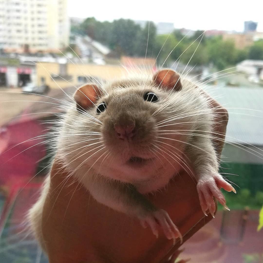 Крыса Лонг Эванс