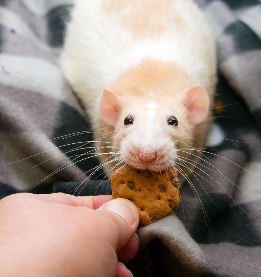 Милые крысы