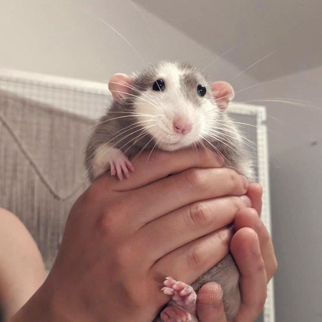 Крыса Дамбо белая