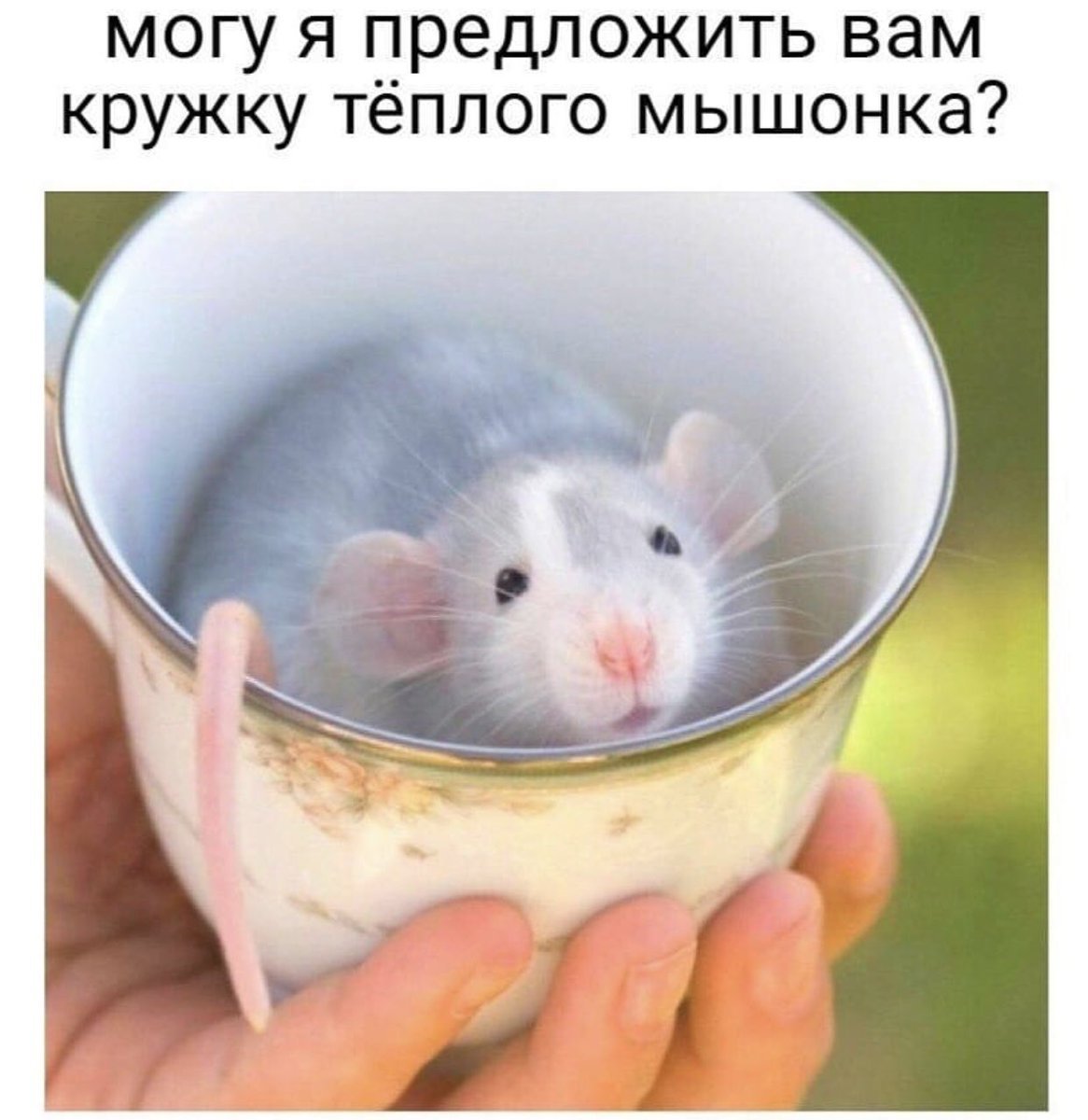 Крысы домашние