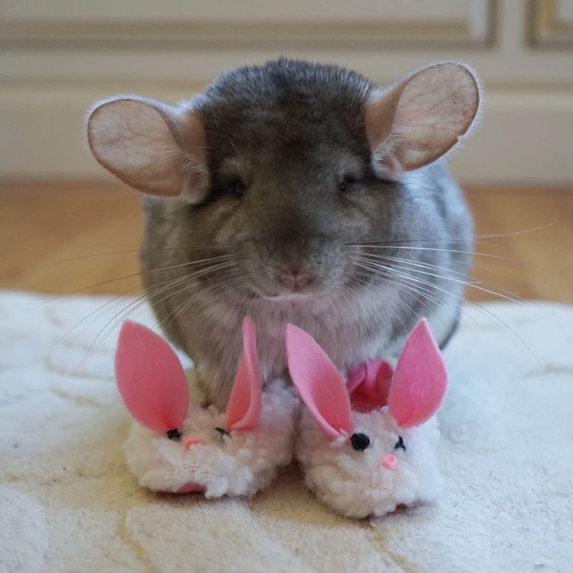 Шиншилла милая