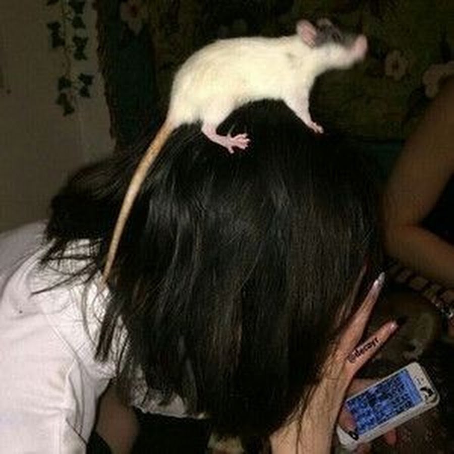 Влюбленные крыски