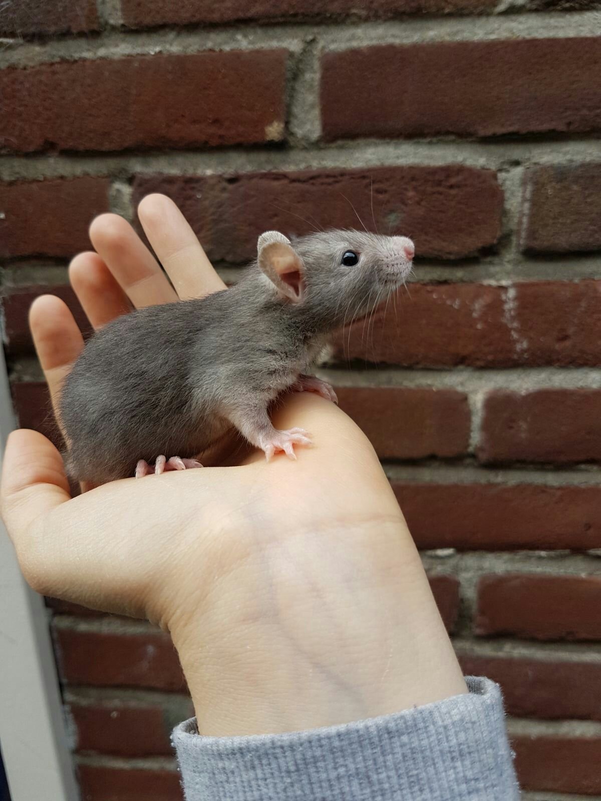 Крысы сохры