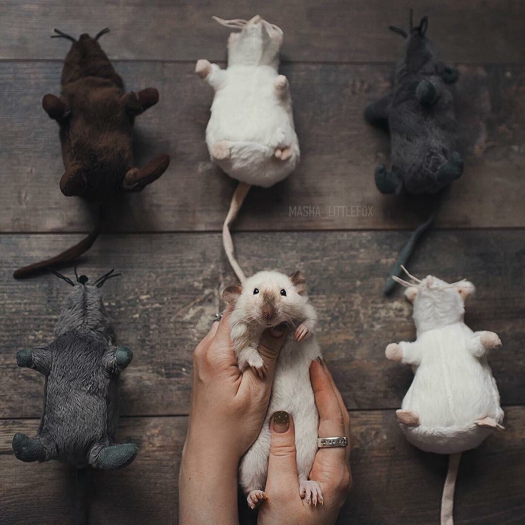 Крысы милота