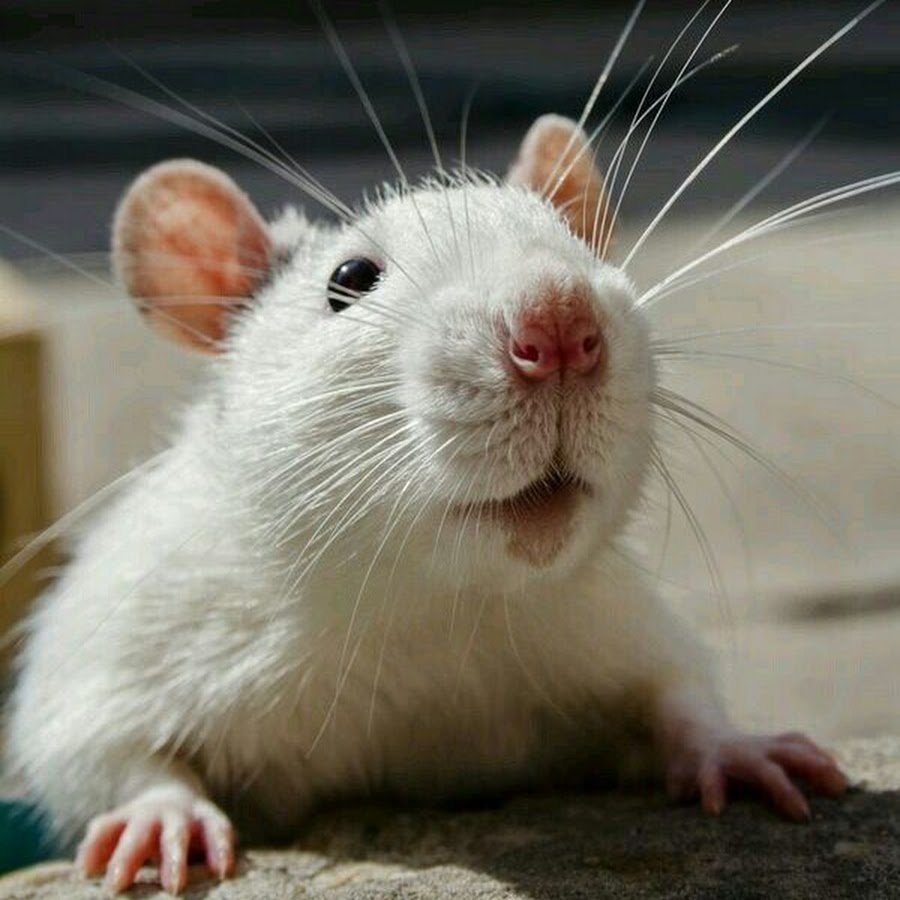 Картинки домашних крыс