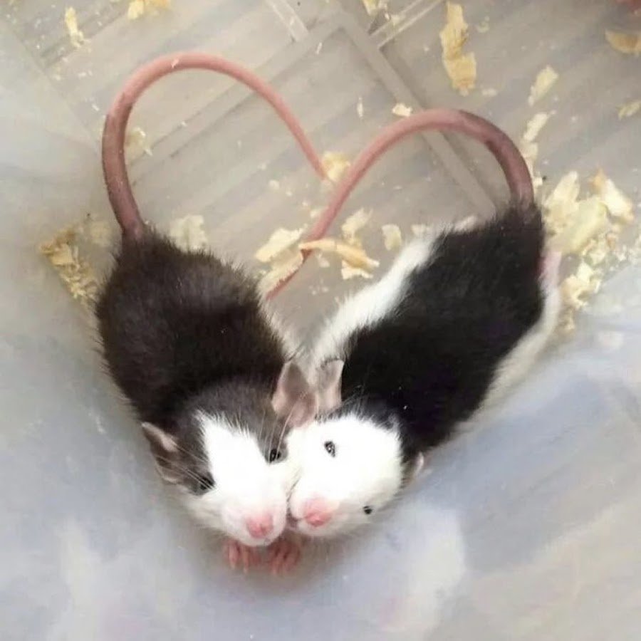 Имена для домашних крыс