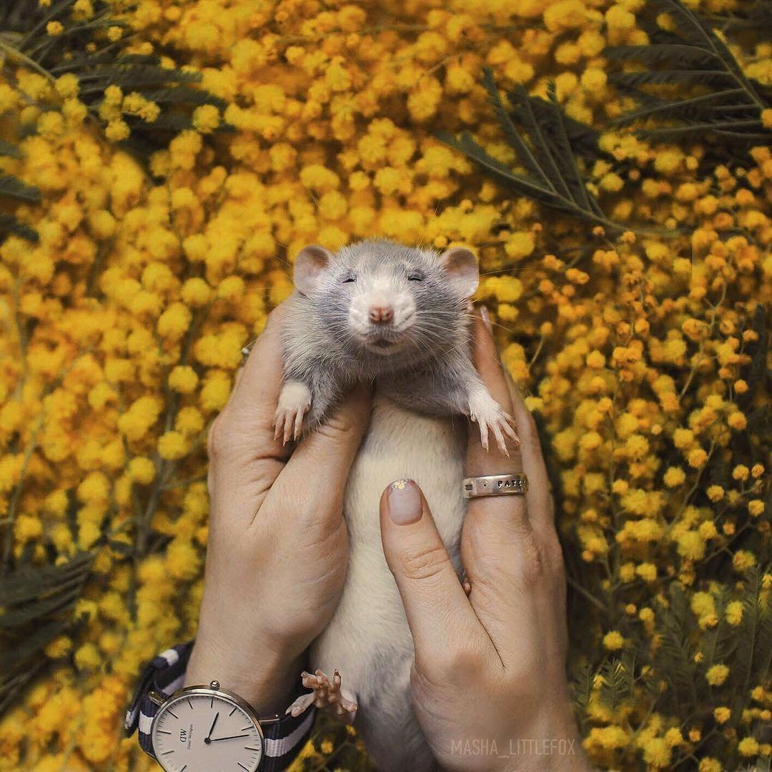 Крыса Дамбо Амбер