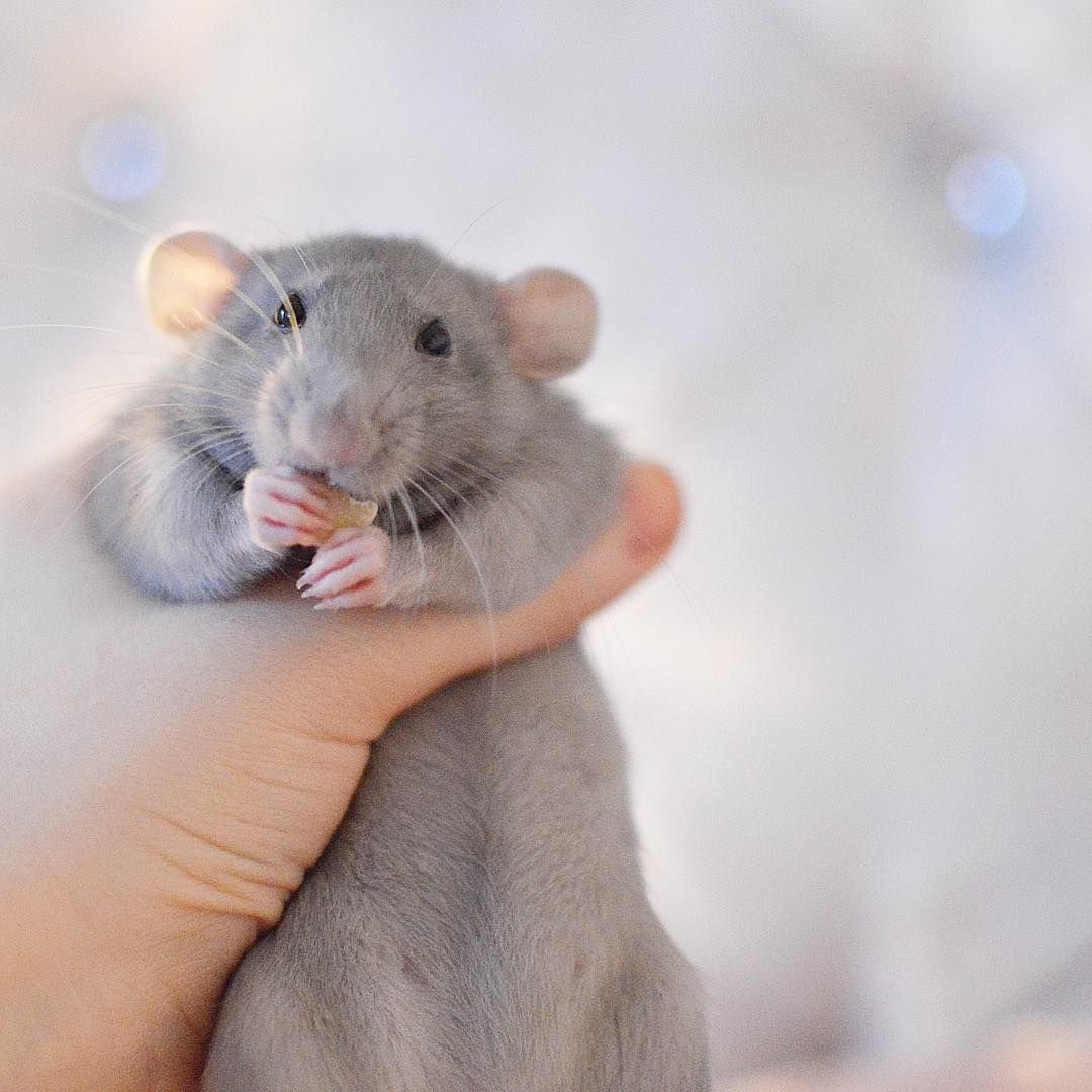 Крыса Дамбо голубая норка