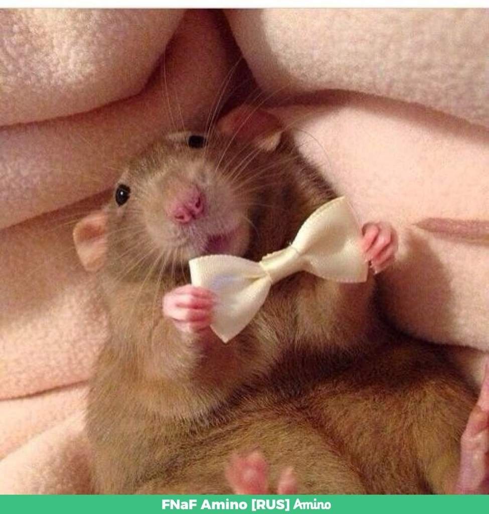 Лысые крысы Дамбо