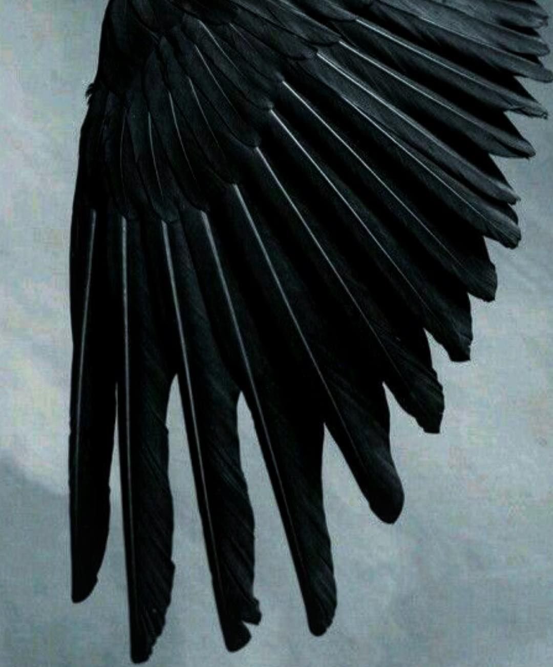 Черные Крылья