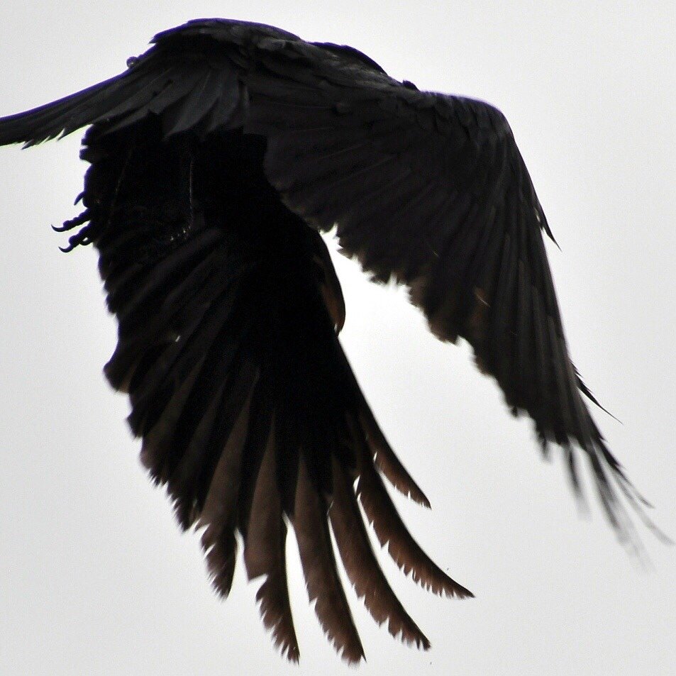 Далия грей чёрный ангел