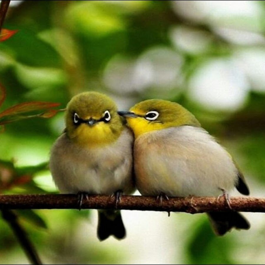 Природа птицы