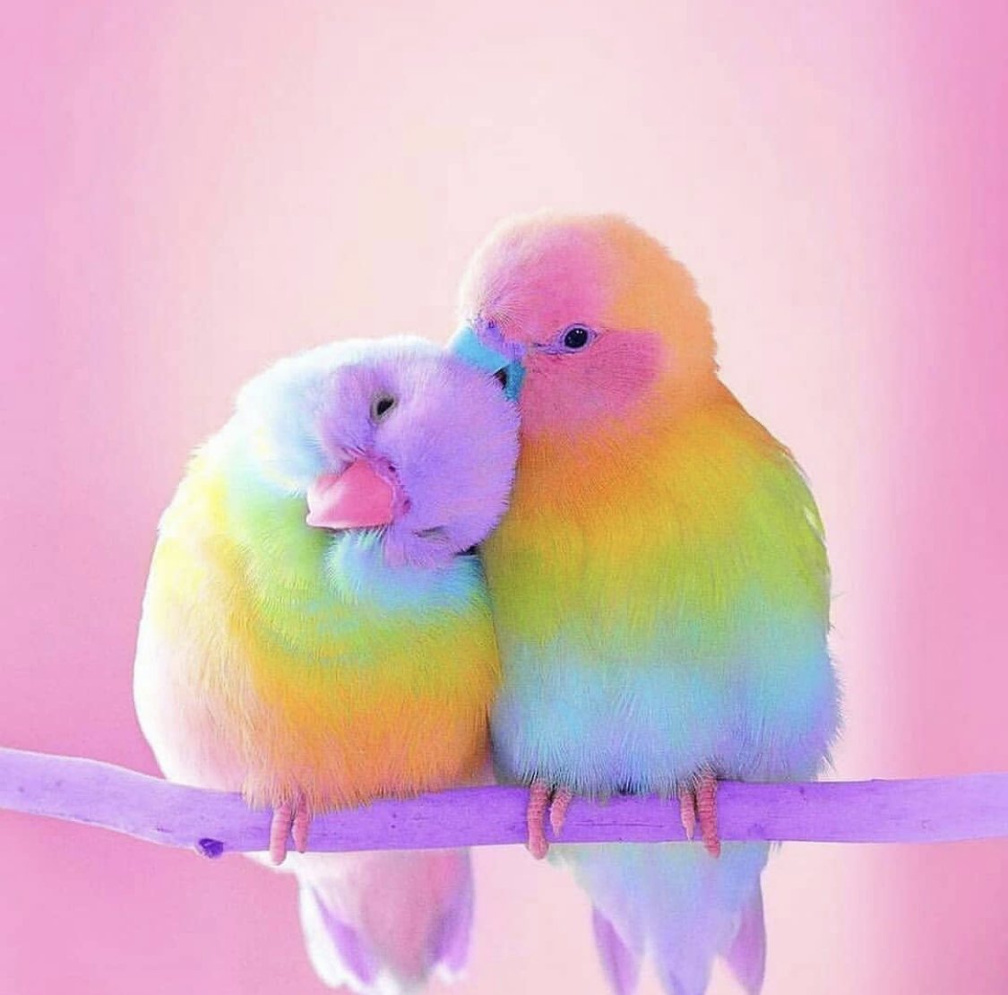 Неразлучники попугаи