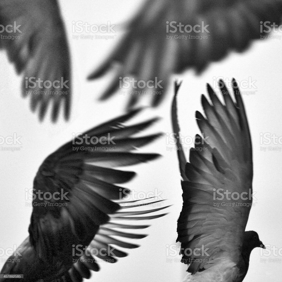 Черные крылья картинки