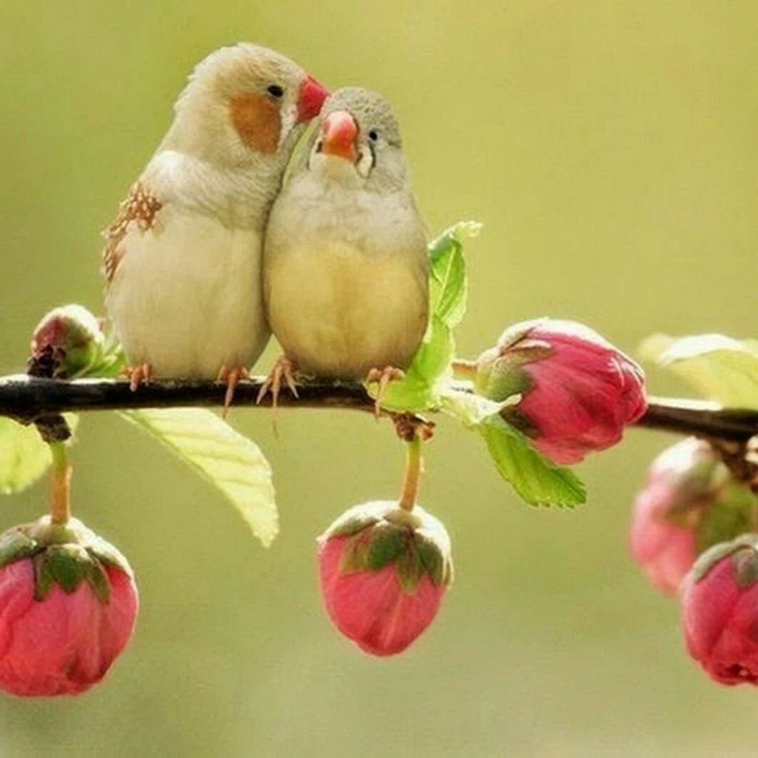 Две влюбленные птички