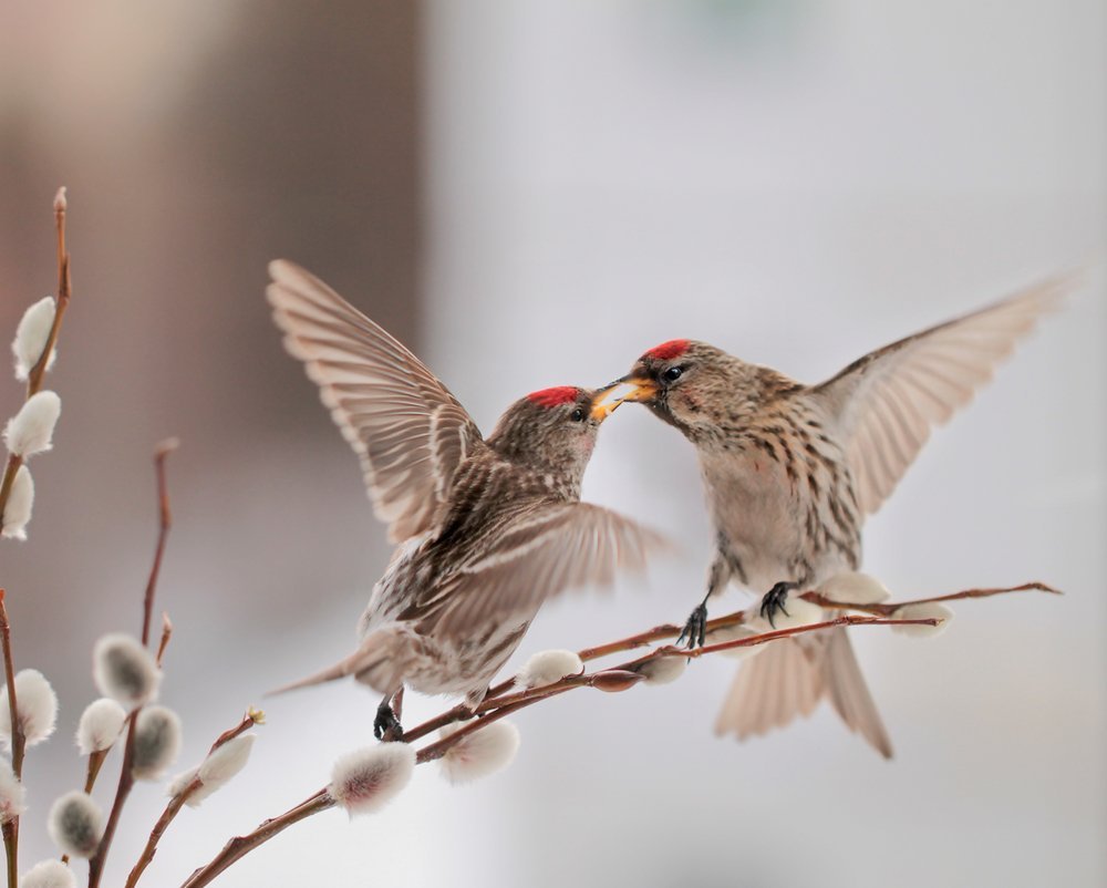 Акварельные цветы с птичкой