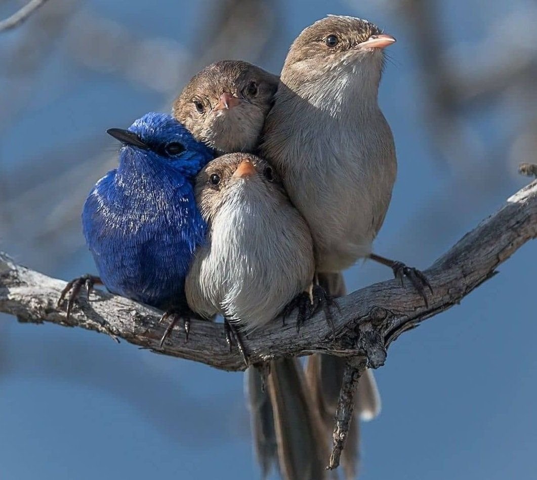 Три птички на ветке