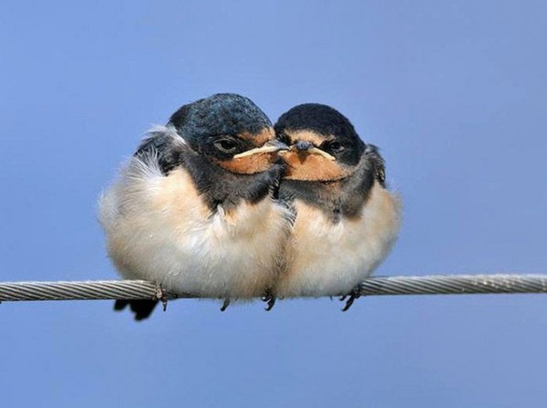 Ласточка любовь