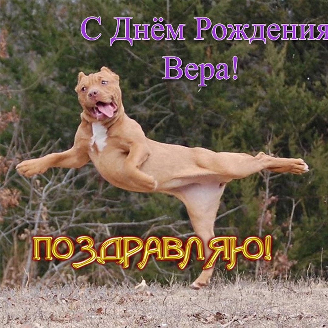 Собака бежит за человеком