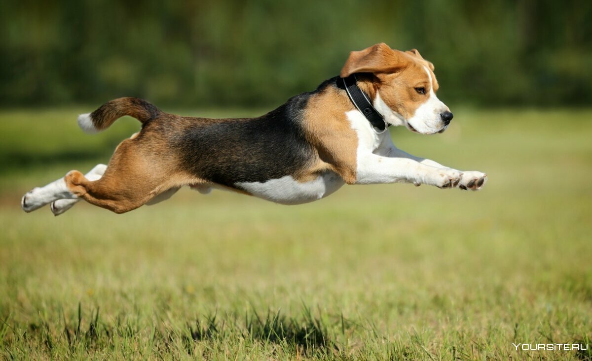 Собака бежит вектор