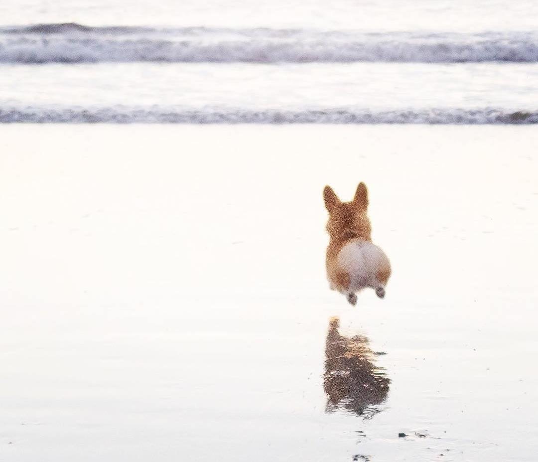 Бегающая собачка по Горке