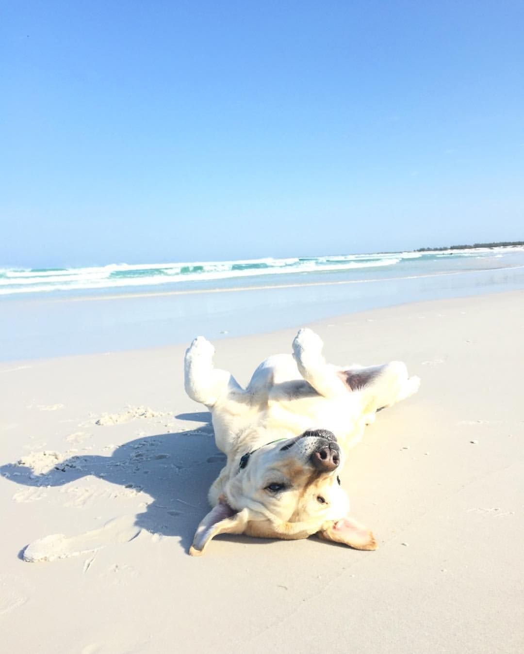 Собака позирует для мема