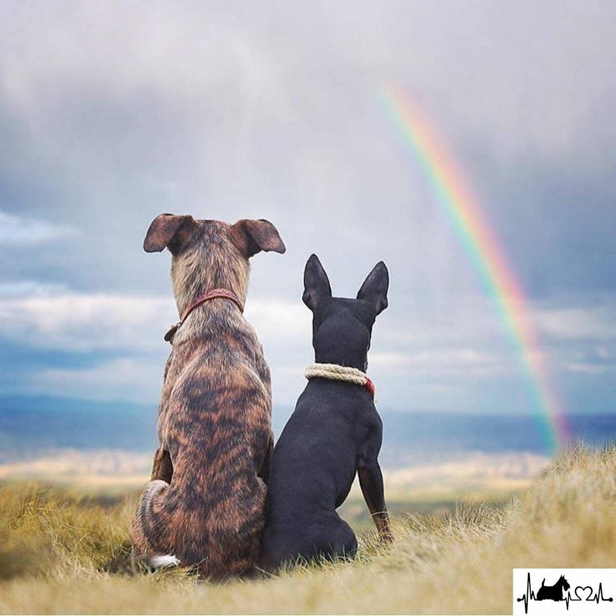 Американский стаффордширский терьер бегает