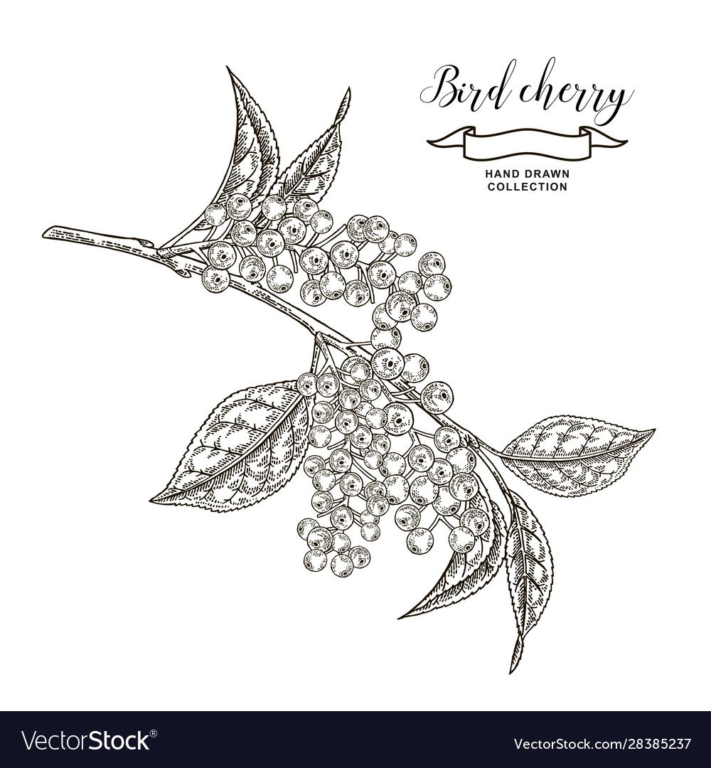 Веточка черемухи вектор