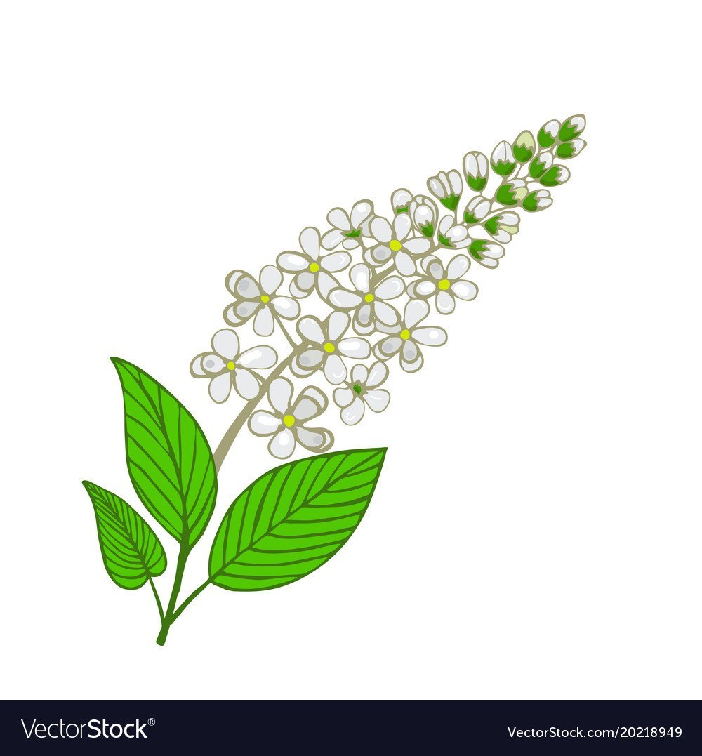 Рисование ветка черемухи