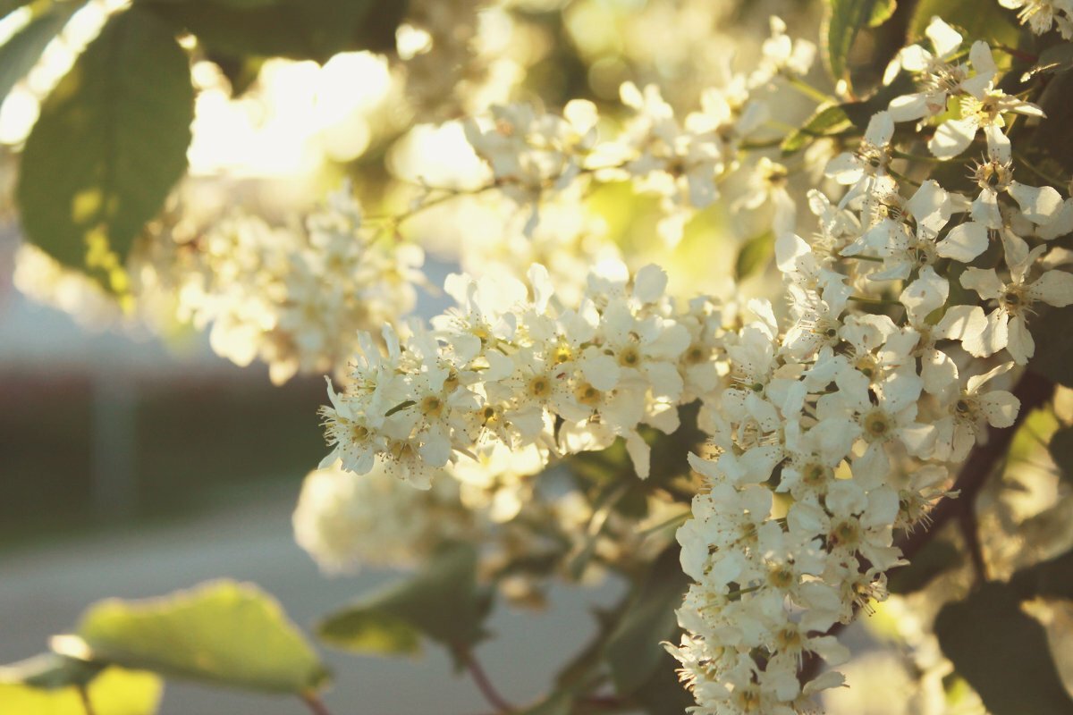 Девушка с белой сиренью