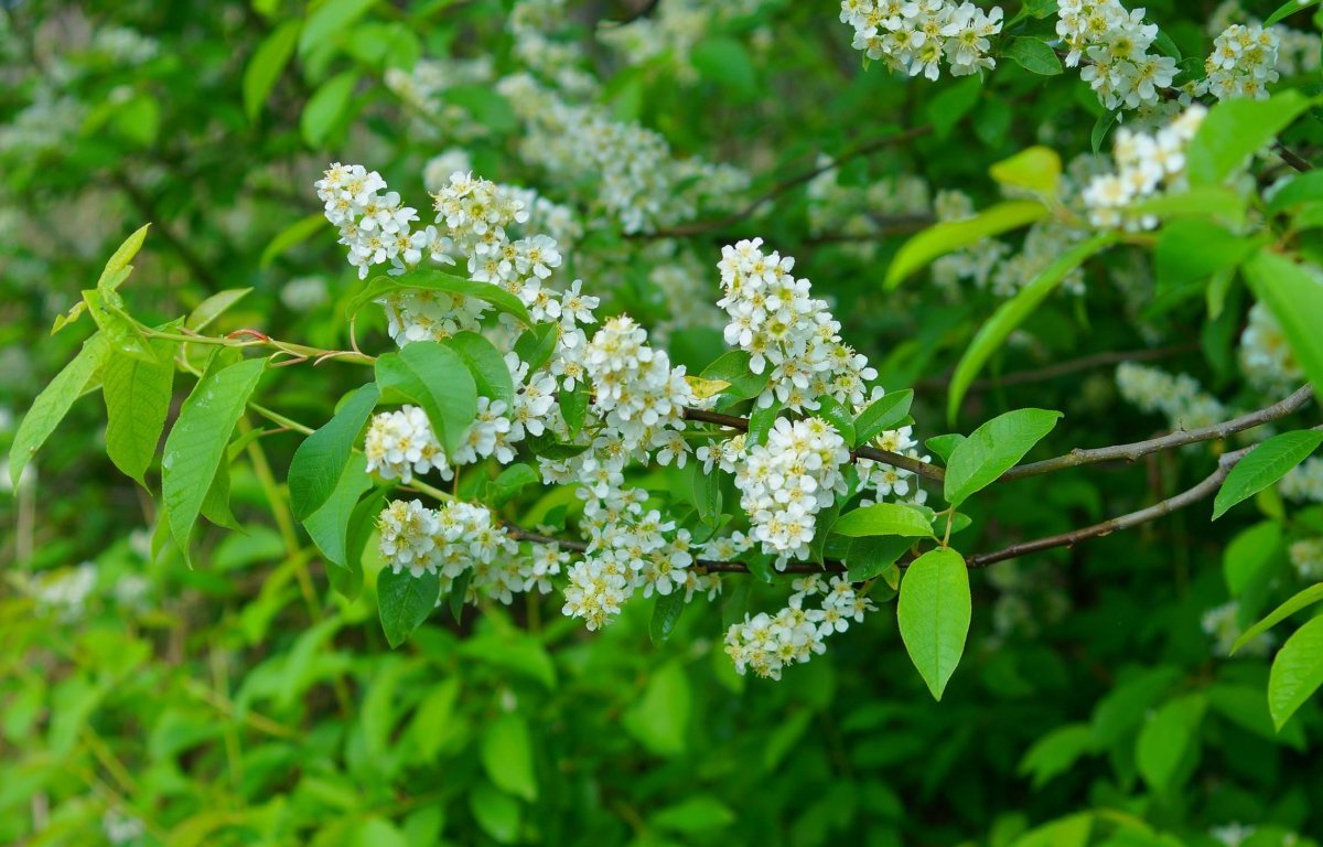 Есенин с. а. "черемуха"