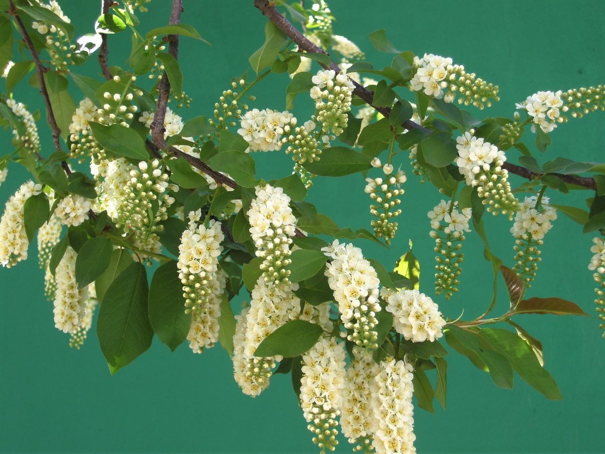 Черемуха в вазе