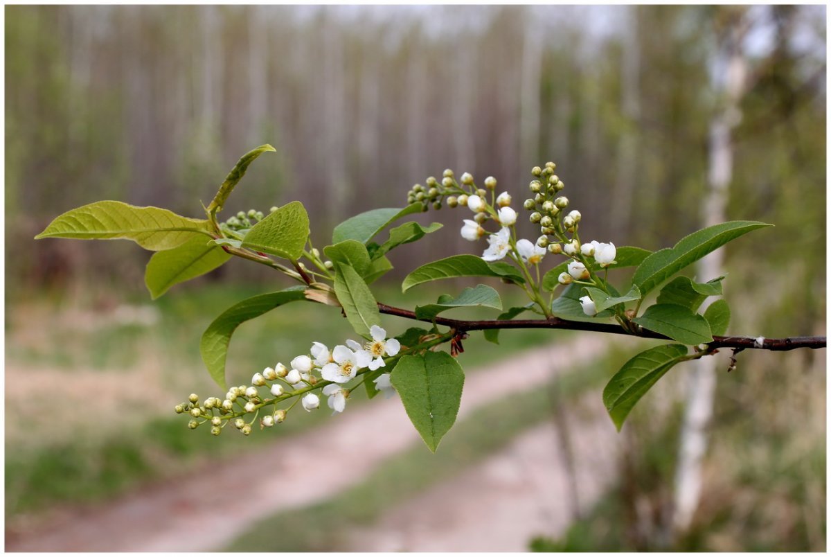 Черёмуха обыкновенная листья
